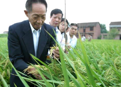袁隆平超級雜交水稻畝產(chǎn)1149.02公斤，破世界紀錄！
